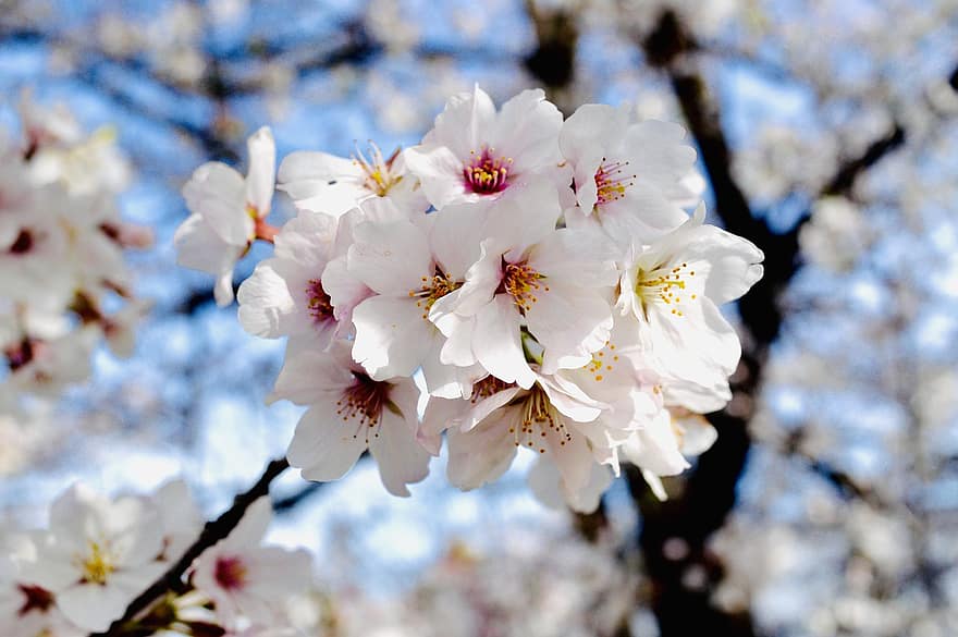 flor, flor de cirerer, sakura, arbre, Japó, florir, pètals, creixement, primavera, primer pla, branca