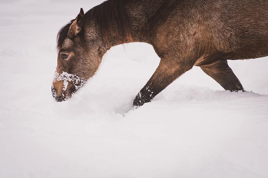 hest, åring, pony, vinter, kobling, dyr, sne, gård, landlige scene, husdyr, dyr i naturen