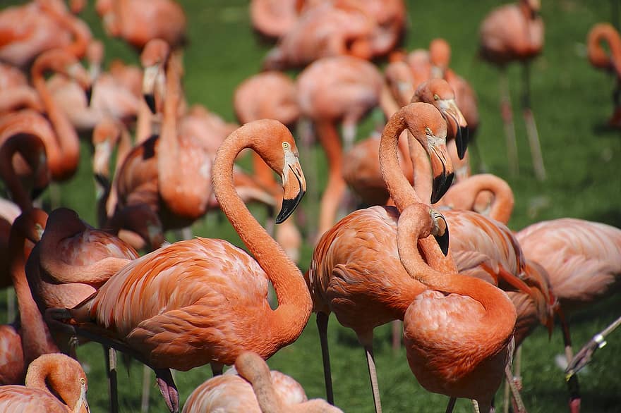 flamingos, fåglar, djur, rosa, natur, räkningen, djurvärlden, fjäder, nacke, fjäderdräkt