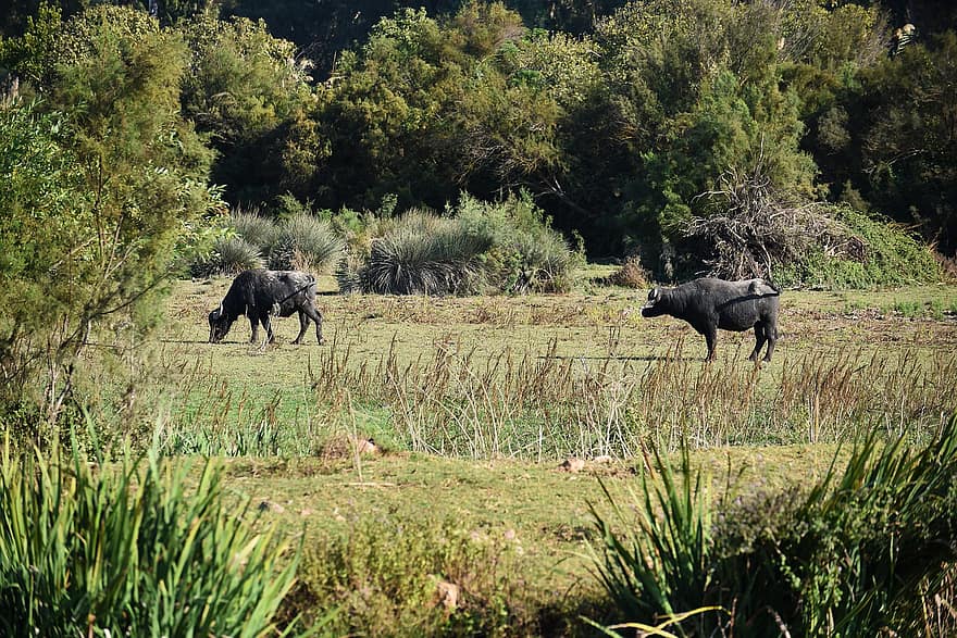 Buffalos, Meadow, Nature, Hula Valley, Israel, Nature Reserve, Animals, Wildlife, Field, Grassland