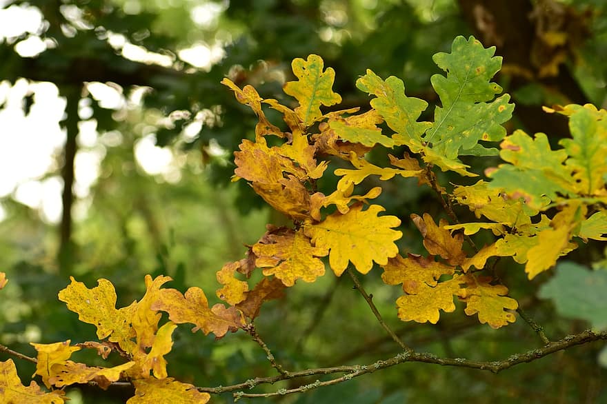 樫の木、秋、葉、自然