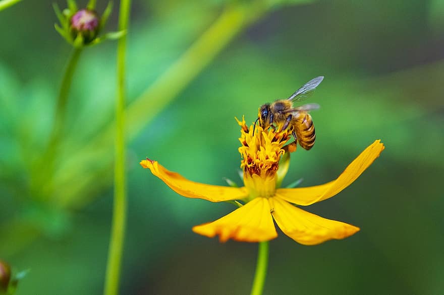 Biene, Kosmos, Bestäubung, Gartenkosmos, gelbe Blumen, Blume, Garten, Natur, Makro, Gelb, Nahansicht