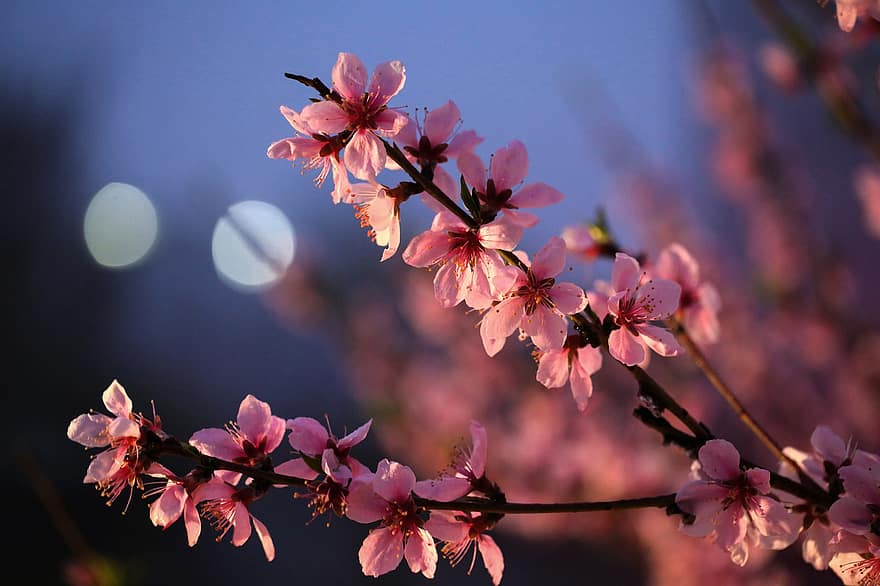 Pfirsichblüten, Blumen, Baum, Ast, blühen, pinke Blume, Pflanzen, Natur