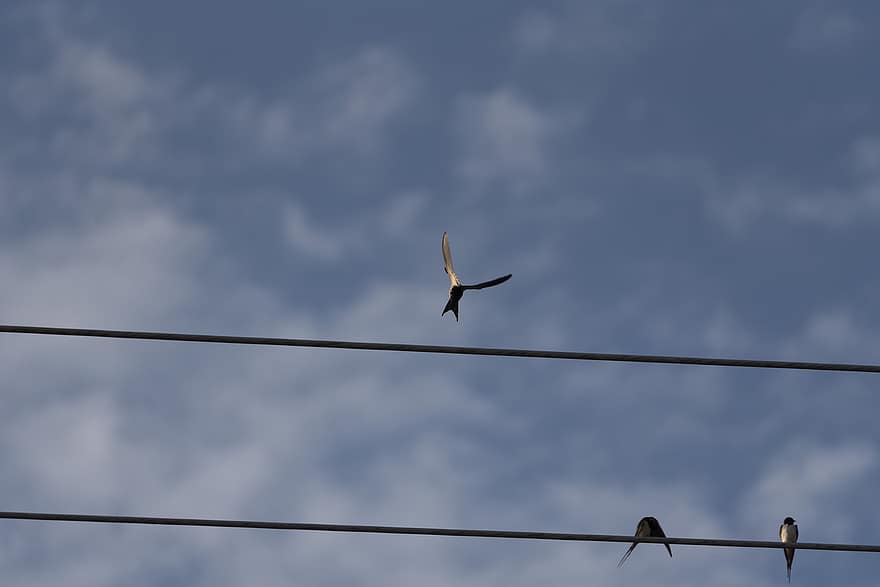Typical Swallows, Birds, Cables, Sky, Swallows, Animals, Wildlife, Perched, Migration, Electrical Cables