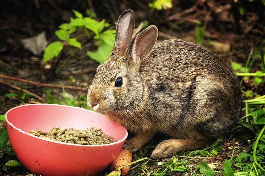 kanin, mat, äta, hare, sällskapsdjur, utfodra, matning, tamdjur, utomhus, djurvärlden