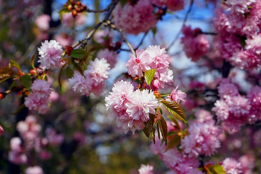 цветы, весна, сезонное, цветение, цвести, Канзан, цветущий, вишня, сад, розовый, дерево
