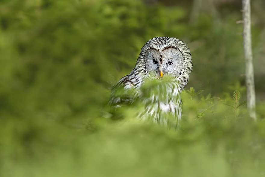 Bird, Ural Owl, Owl, Ornithology, Wildlife, Strix Uralensis, Forest