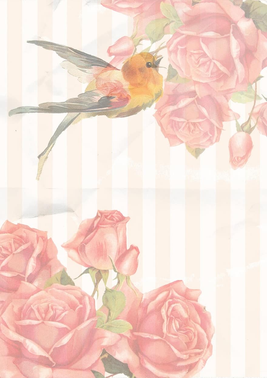 vendimia, Rosa, pájaro, rosado, fondo, flor, modelo, álbum de recortes, raya, ornamento, cumpleaños