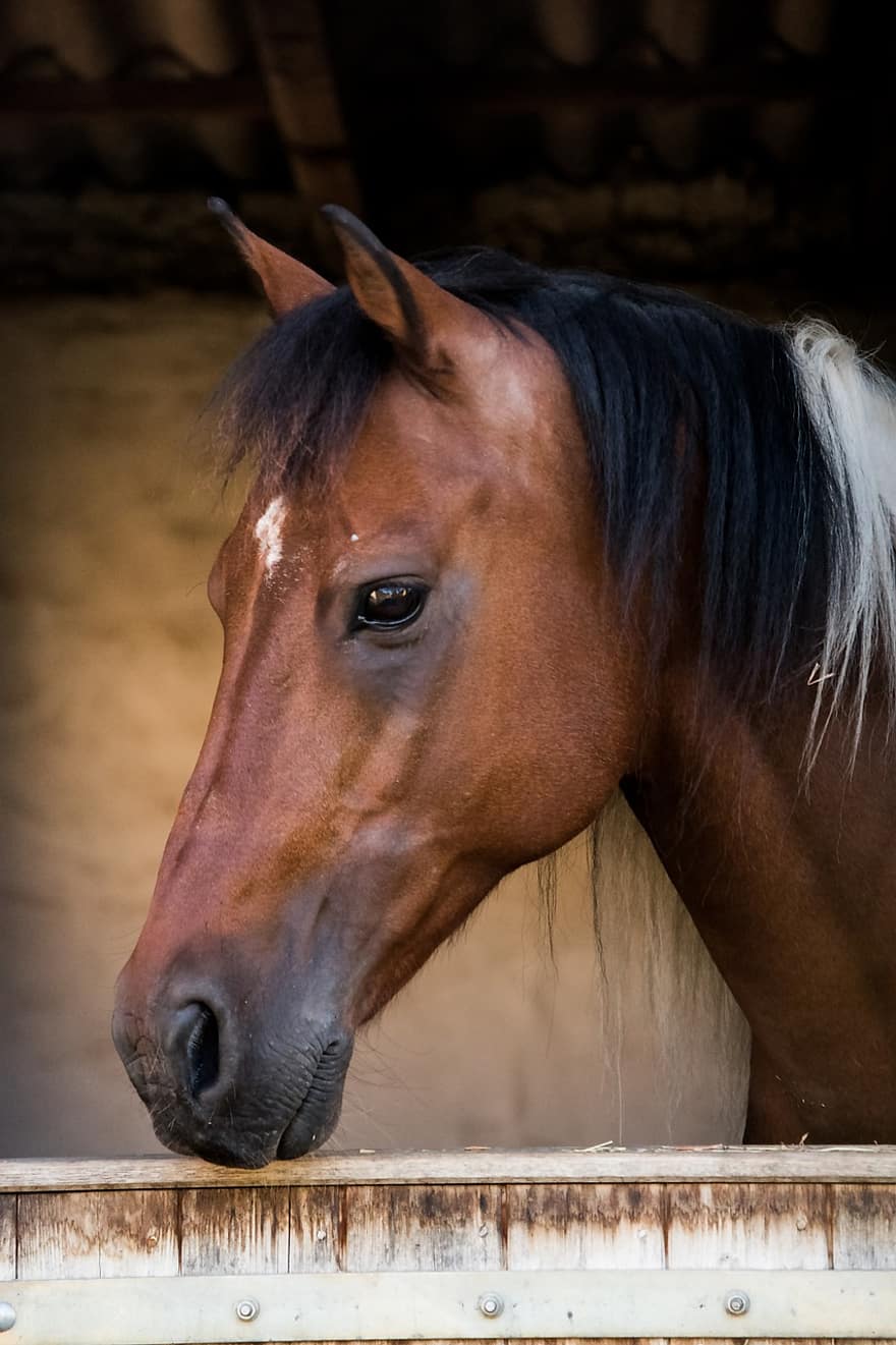 Horse, Animal, Mammal, Equine, Saddle Horse, Riding Horse