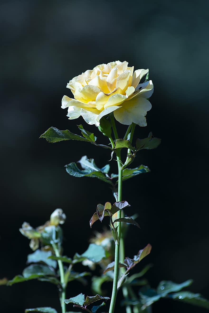 Rose, Une rose jaune, fleur, fleur jaune, pétales, Floraison, plante, plante à fleurs, plante ornementale, flore, la nature