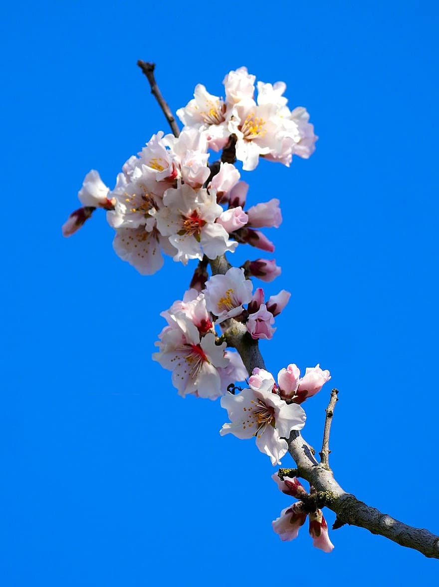albero, Mandorlo, fiore di mandorla, primavera, petali, natura, ramo, botanica, fioritura, fiore, pianta