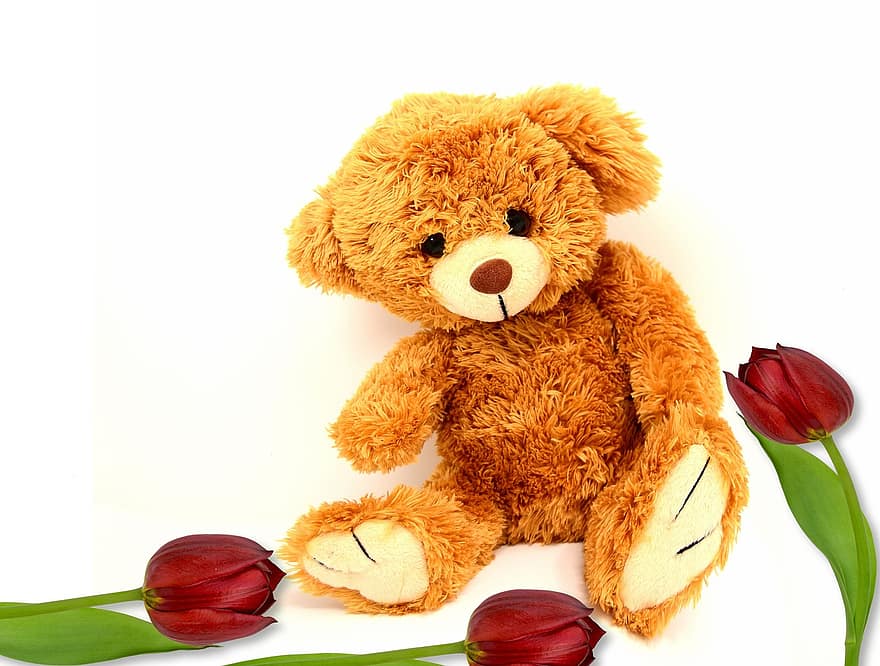Teddy, chịu, đồ chơi, dễ thương, gấu bông, Hoa tulip