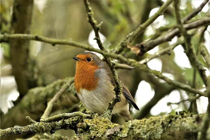 rudzik, Robin Redbreast, ptak śpiewający, zwierzę, pióra, kolorowy, dzikiej przyrody, na dworze, Natura, plądrowanie, ogród