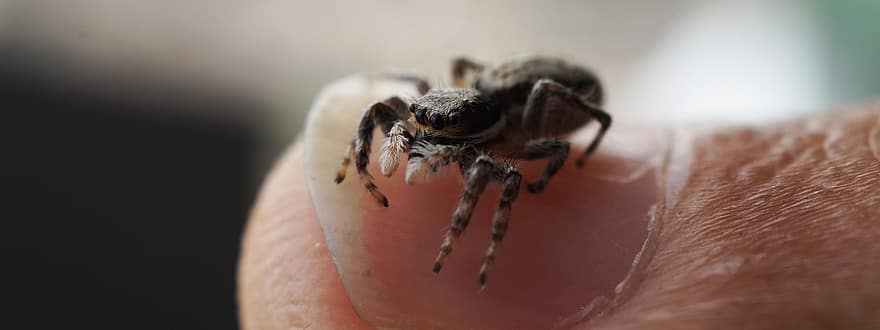 クモ、昆虫、指、バグ、くも膜恐怖症