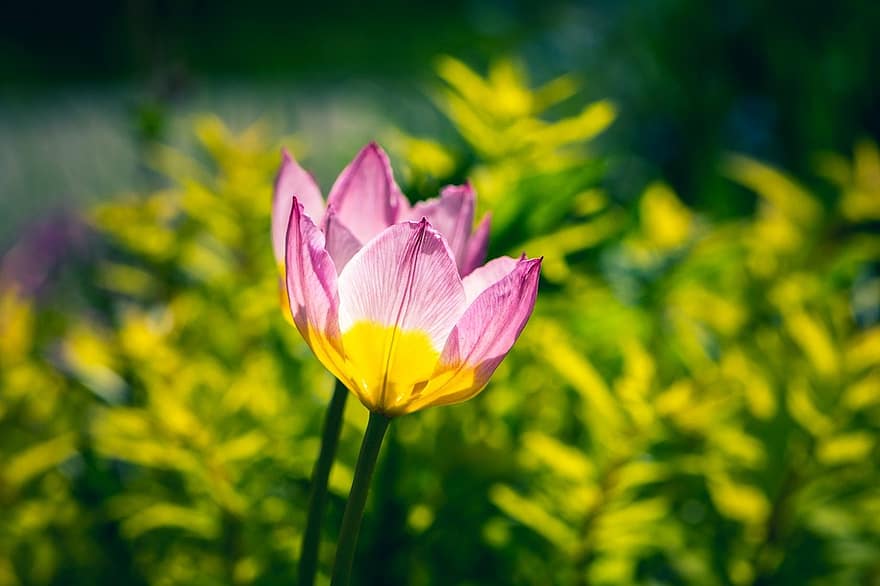 tulipaner, blomst, plante, lyserøde tulipaner, kronblade, flor, blomster, have, forår, sommer, blomsterhoved