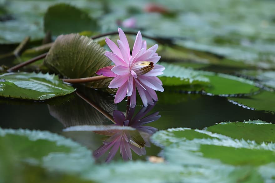 Flor de Lotus, almofadas de lírio, lírio d'água, planta aquática, flora, flor, Flor, lagoa, natureza, botânica, lindo