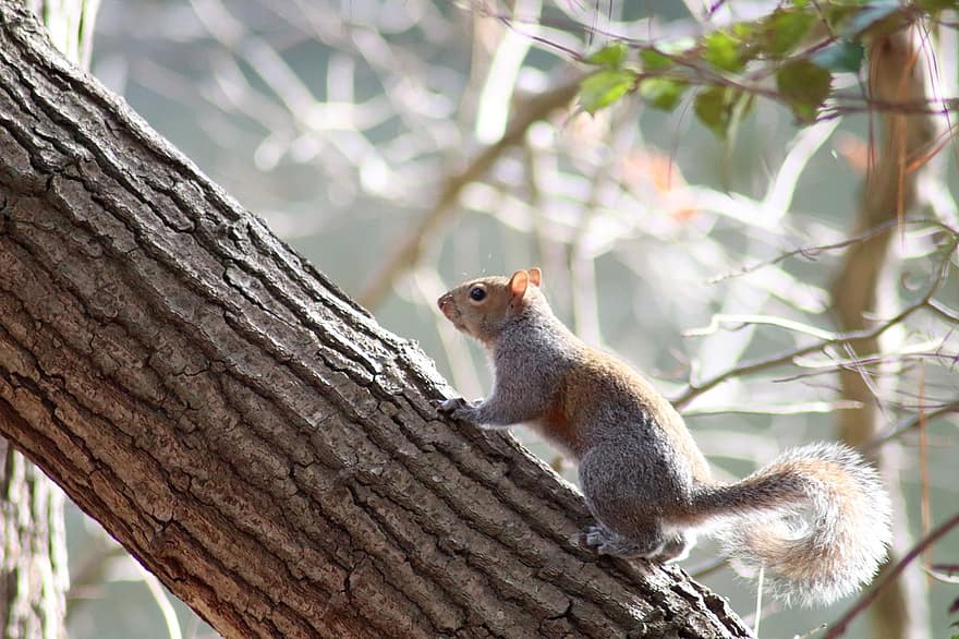 szürke mókus, rágcsáló, észak-amerikai mókus, fa, törzs, farok, vadvilág, fák, emlős, szőrme, bokros