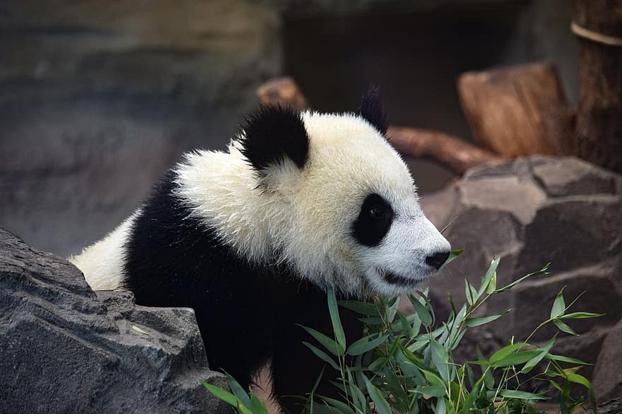 панда, нести, уши, лицо, листья, бамбук, листва, милое животное, животное