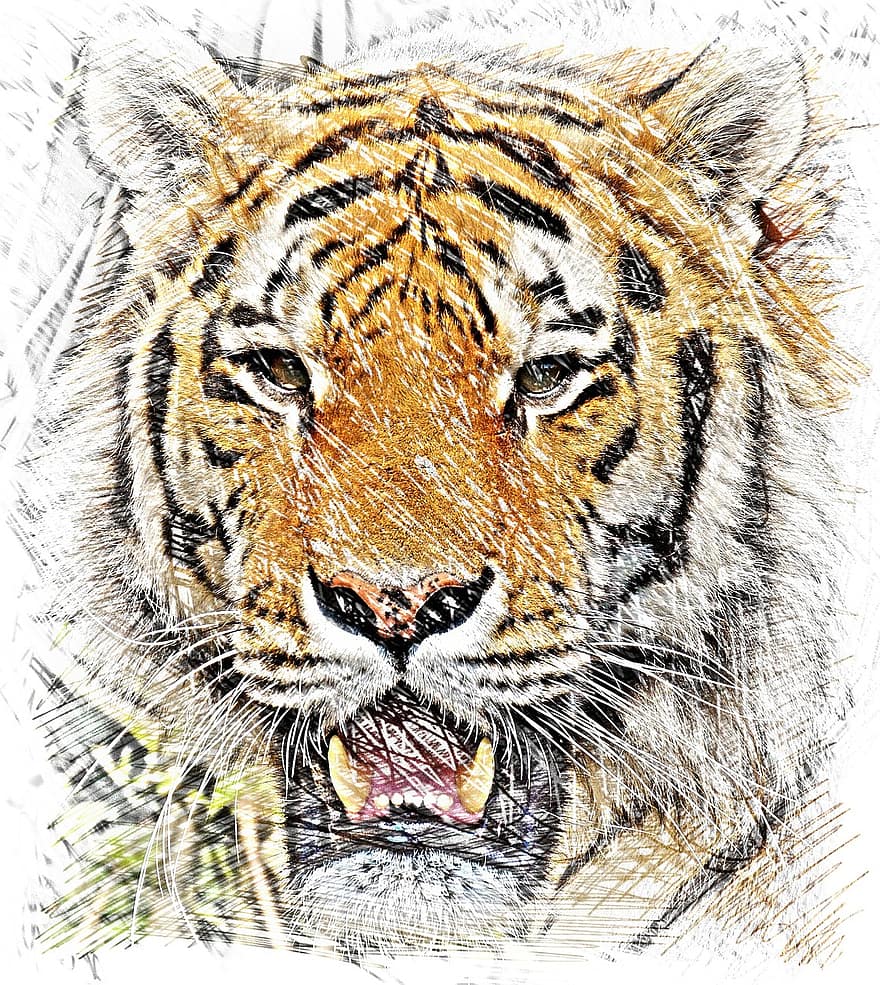 tijger, tekening, dier, roofdier, kat, grote kat, wilde kat