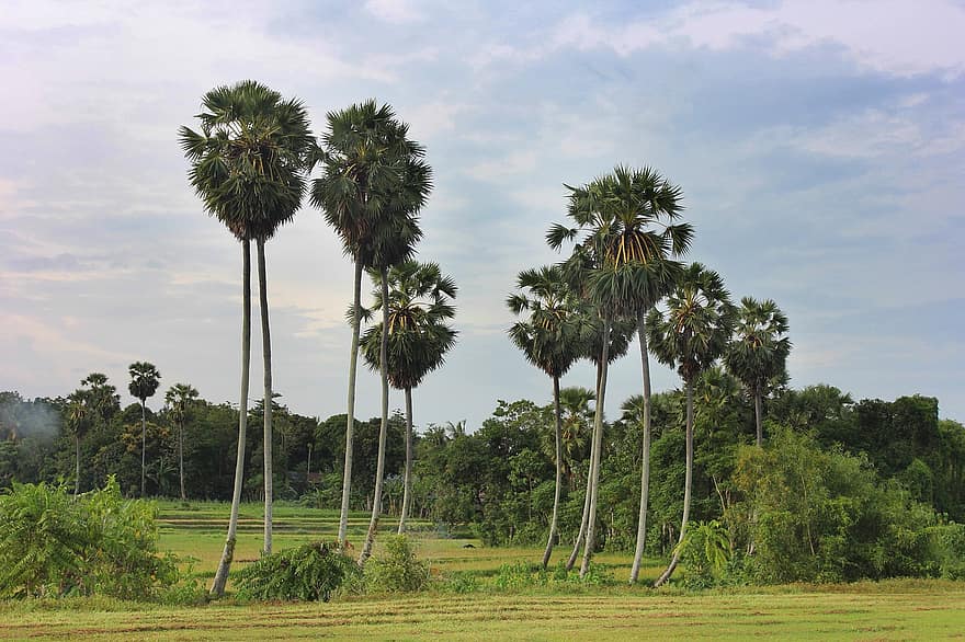 Areca Palm Trees, Rice Fields, Agriculture, Nature, tree, summer, green color, forest, grass, plant, leaf