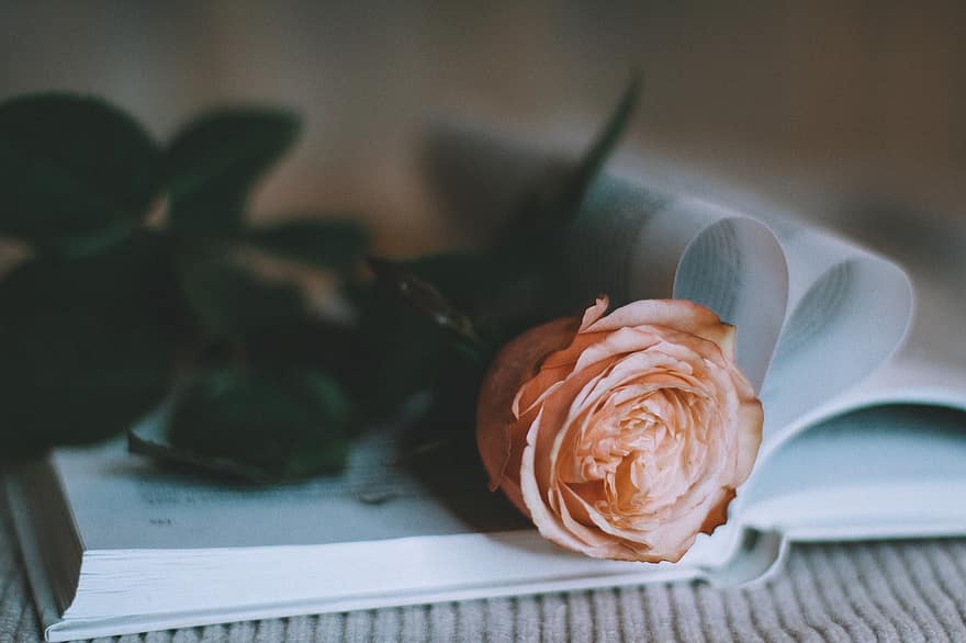 Rosa, flor, libro, día de San Valentín, regalo, educación, de cerca, romance, hoja, amor, mesa