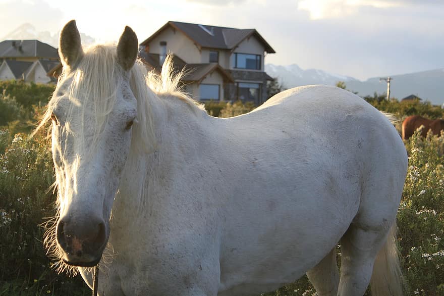 Horse, White Horse, Animal, Equine, Mammal, Rural
