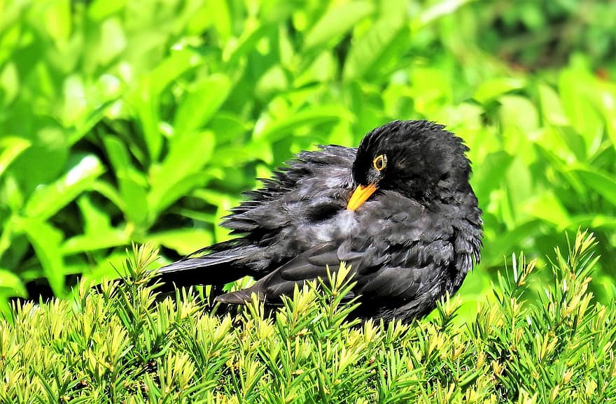 Blackbird, paukštis, gyvūnas, laukinės gamtos, plunksnos, sąskaitą, augalų, pobūdį