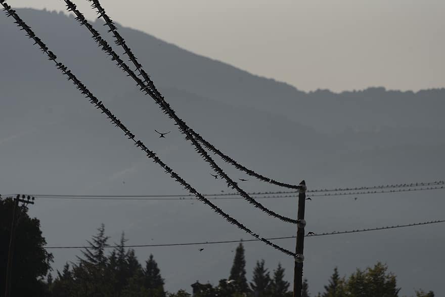 Typical Swallows, Birds, Cables, Flock, Swallows, Animals, Wildlife, Silhouette, Perched, Migration, Electrical Cables