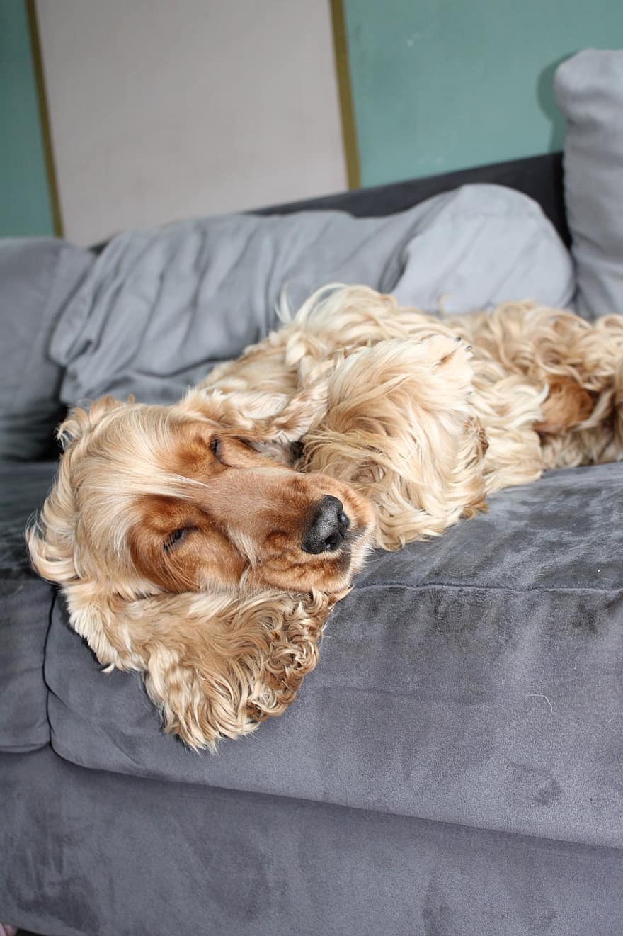 english κοκέρ σπανιέλ, σκύλος, κοιμάμαι, καναπές, κατοικίδιο ζώο, ζώο, κατοικίδιο σκύλο, κυνικός, θηλαστικό ζώο, μακρυμάλλης σκύλος, μακριά αυτιά