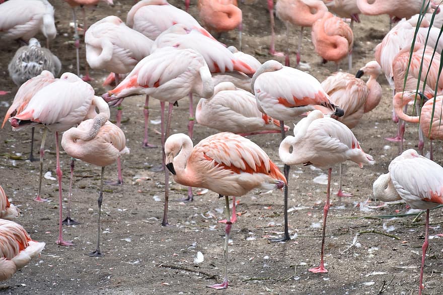 flamingos, passarinhos, penas, plumagem, rebanho, selvagem, animais selvagens, animal, jardim zoológico, natureza, fauna