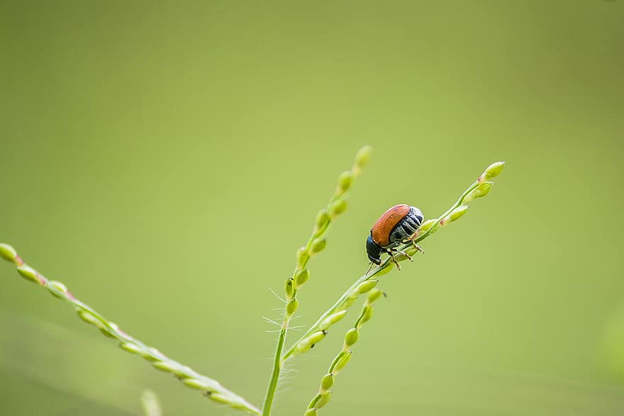 insekt, entomologi, natur, makro, närbild, grön färg, växt, nyckelpiga, sommar, springtime, gräs
