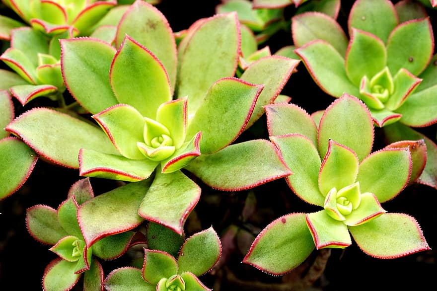 menanam, Aeonium Haworth, lezat, flora, alam, botani, daun, merapatkan, warna hijau, musim panas, kesegaran