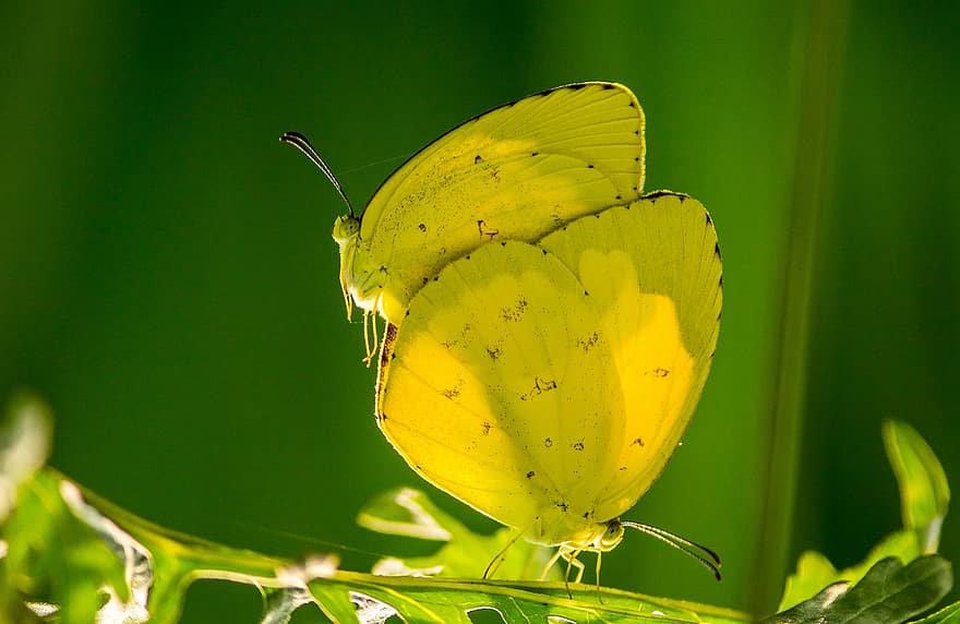 Papillons jaunes d'herbe commune, herbe commune jaune, papillons, insectes, faune, la nature, fermer, couleur verte, jaune, feuille, macro