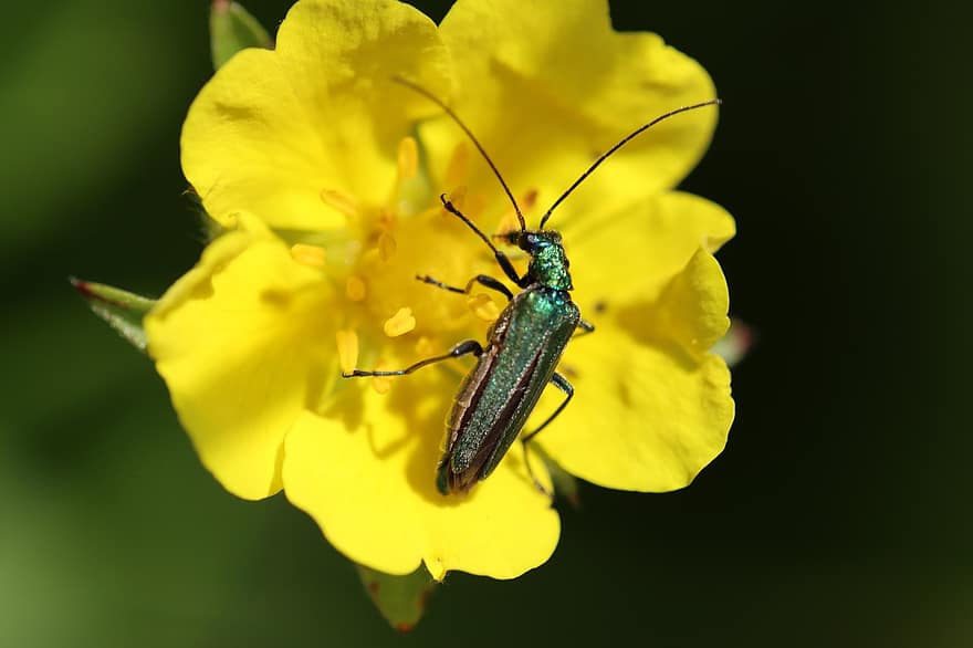 escarabajo, insecto, flor, mosca española, flor amarilla, planta, jardín, naturaleza, macro