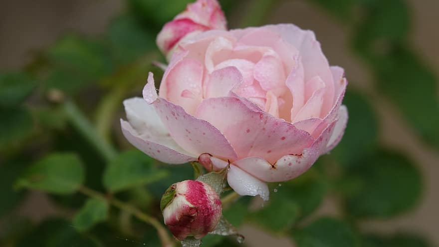 градинска роза, цветя, растение, роза, роса, мокър, капки роса, розови цветя, листенца, пъпки, разцвет