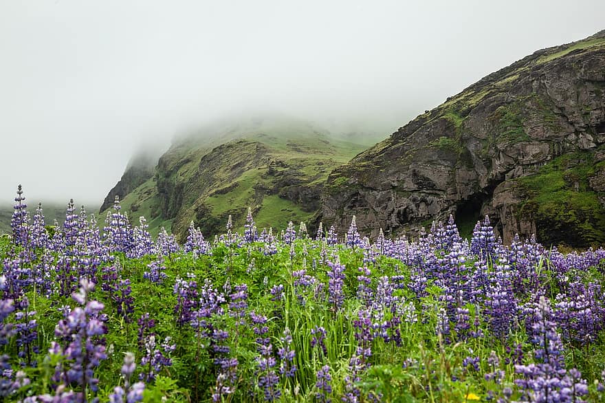 лавандула, поле, планини, лавандулово поле, ливада, цветя, Исландия, пейзаж, на открито, панорамен, зелен