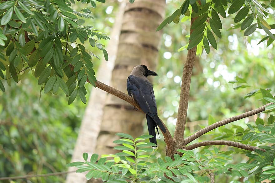 cuervo, pájaro negro, naturaleza, plumas, plumaje, fauna silvestre, bosque, arboles