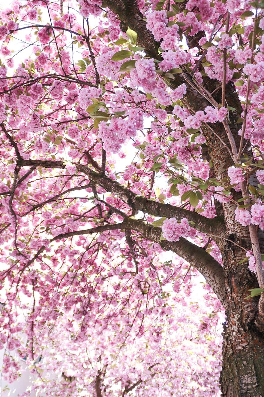 bunga sakura, bunga, bunga-bunga merah muda, musim semi, alam, pohon, cabang, warna merah jambu, menanam, musim, daun