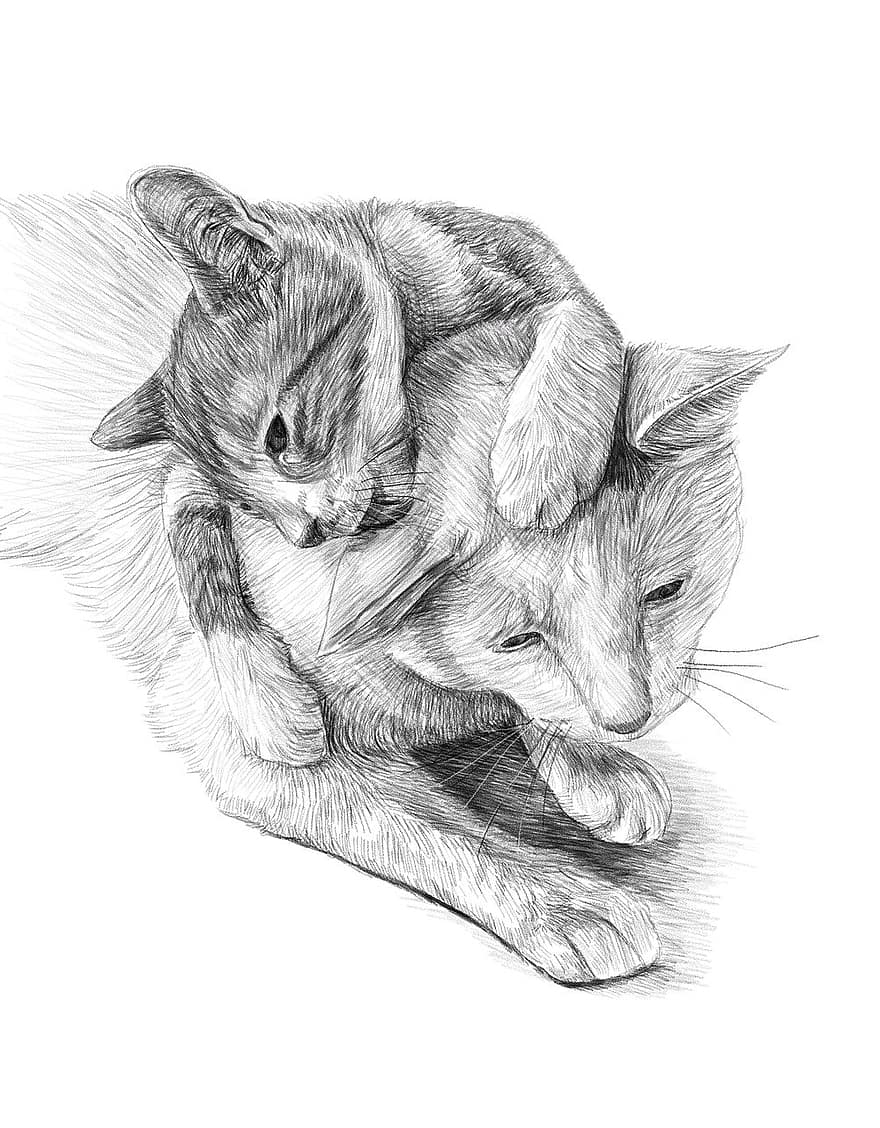 Рисунки карандашом животные кошки