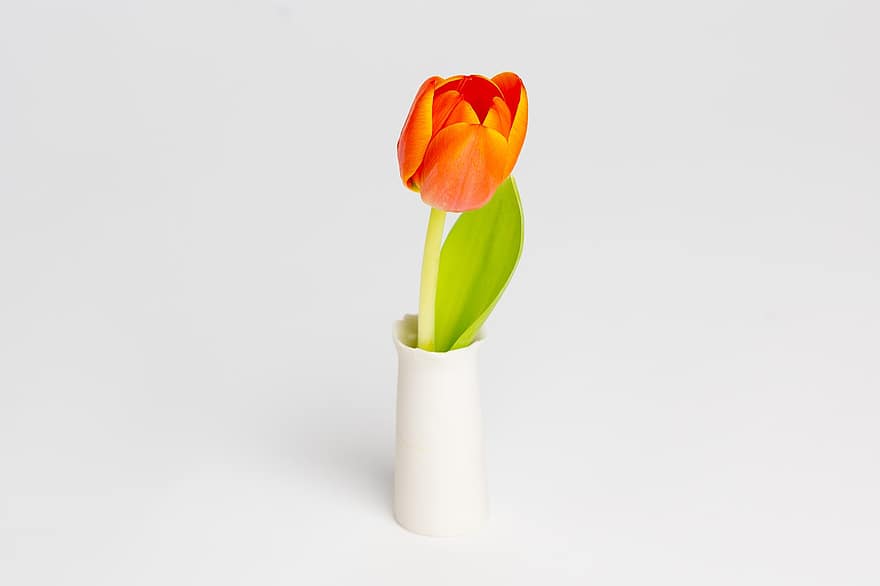 flor, tulipa, vaso, decoração, Flor, Primavera, temporada, plantar, botânica, fechar-se, folha