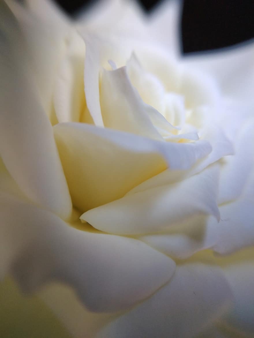 أبيض ، الوردة ، بتلات ، بتلات بيضاء ، وردة بيضاء ، زهرة بيضاء ، بتلات الورد ، إزهار ، زهر ، ازهر الورد ، النباتية