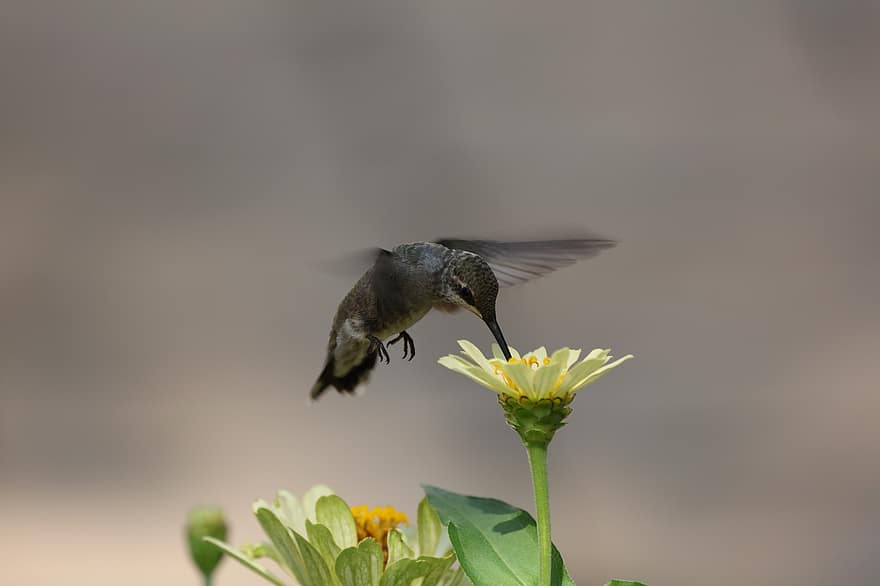 Hummingbird, Bird, Flowers, Plumage, Flying, Hovering, Feeding, Avian, Animal, Nature