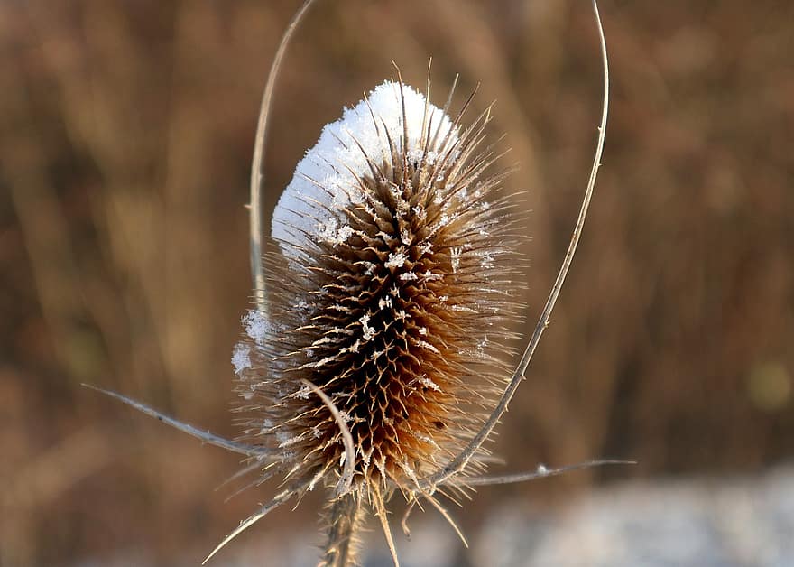 Dipsacus, Thistle, Dry, Snow, Winter, Nature, close-up, plant, macro, summer, growth