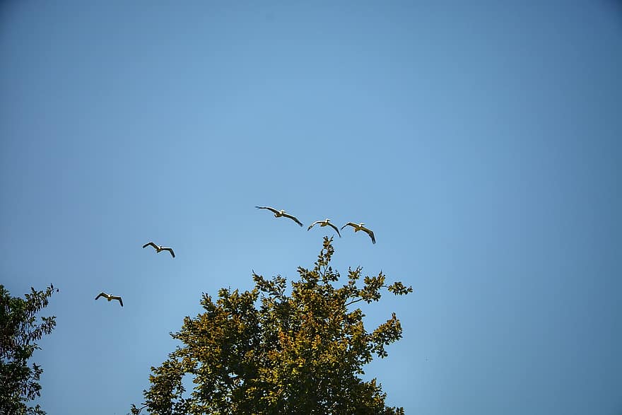 ptáků, létající, nebe, stádo, zvířat, volně žijících živočichů, křídla, let, migrace, strom, modrý