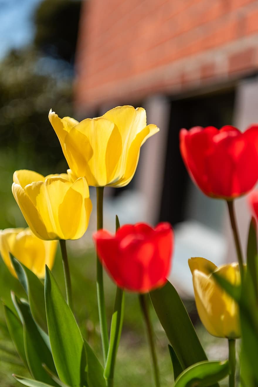 tulipany, kwiaty, ogród, płatki, płatki tulipanów, kwiat, kwitnąć, flora, rośliny, wiosenne kwiaty