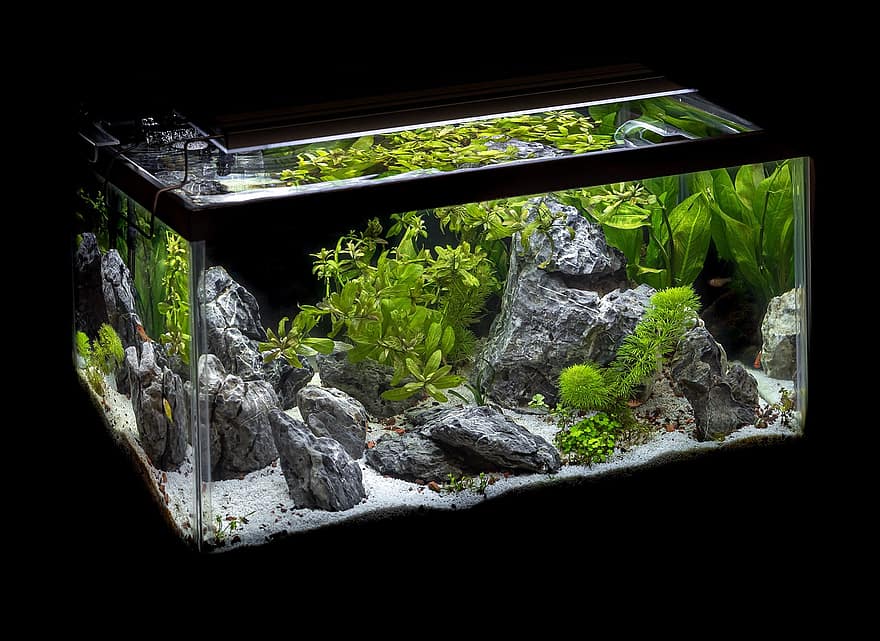 akvarium, växter, fisk, stenar