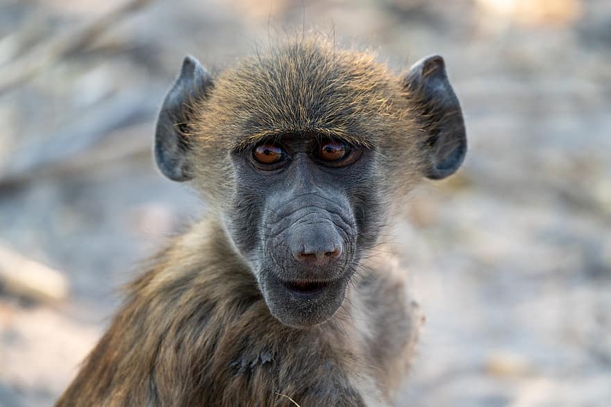 scimmia, animale, safari, primate, mammifero, natura, fauna, natura selvaggia, ritratto animale, mondo animale, Botswana