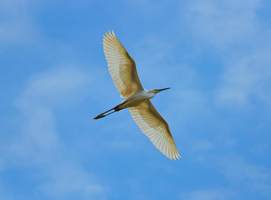 pájaro, volador, cielo, azul, pluma, animales en la naturaleza, pico, de cerca, un animal, ala animal, Gaviota