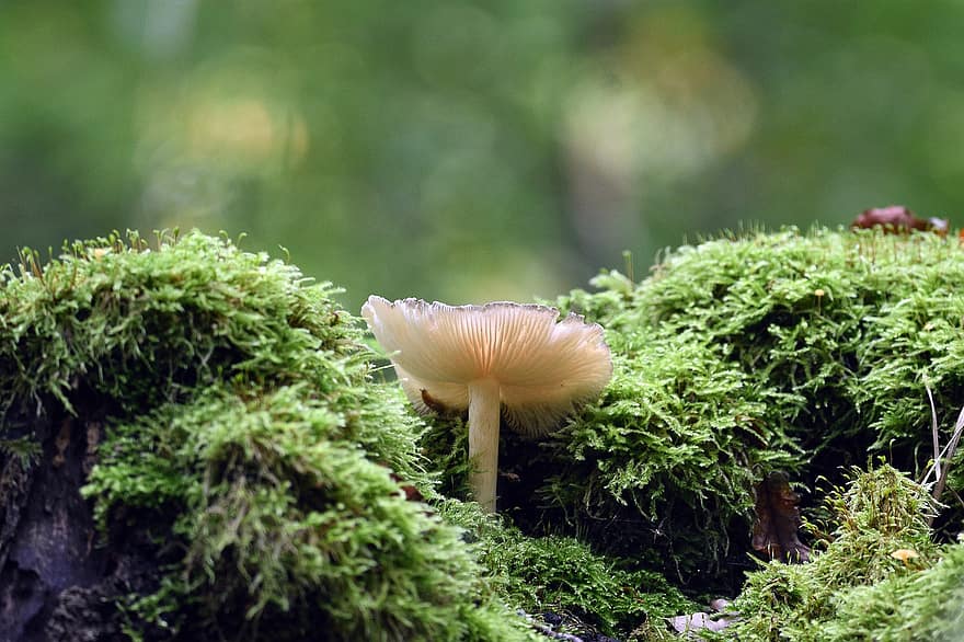 houba, rostlina, mech, divoká houba, les, mykologie, Příroda