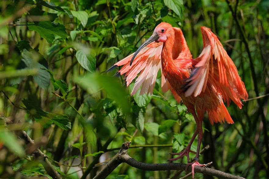 scarlet ibis, putns, dzīvnieku, ibis, savvaļas dzīvnieki, spalvas, filiāle, sēž, raksturs, putnu vērošana, knābis